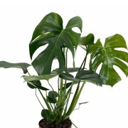 ΜΟΝΣΤΕΡΑ 1.202